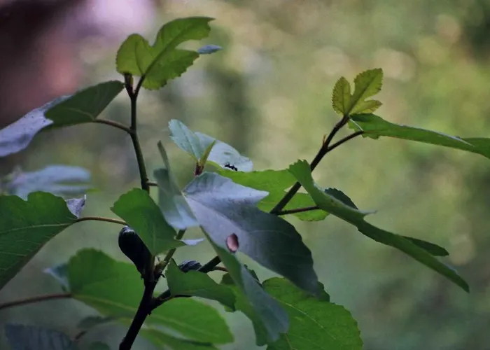 La Del Arba El Frago